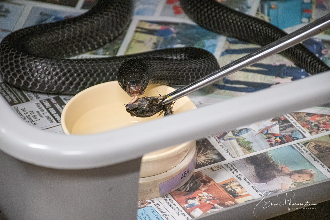 indigo-snake-feeding
