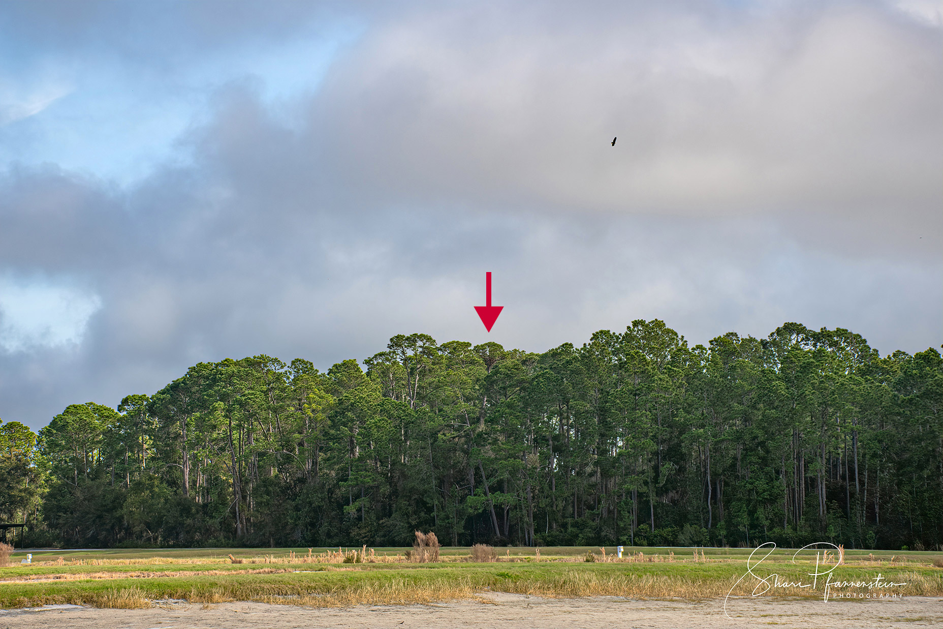 nest-tree-with-arrow