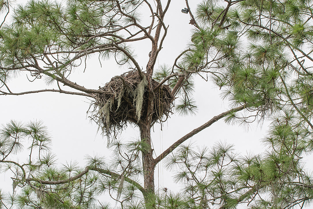 original-nest-tree